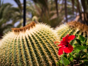 tuin aanleg en onderhoud costa blanca