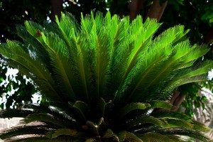 tuin aanleg en onderhoud costa blanca, Palmvaren