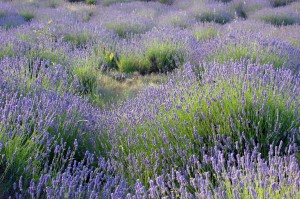 tuinonderhoud Costa Blanca, aanleg en onderhoud van uw tuin